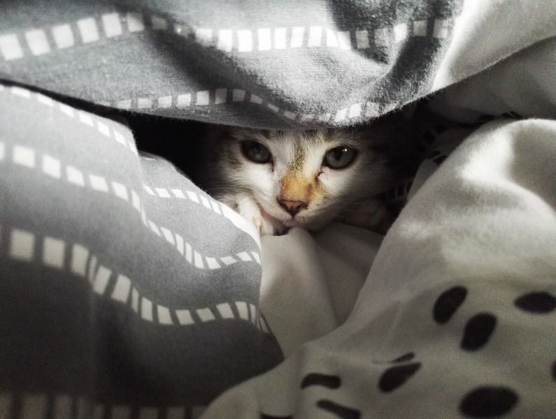 CUIDADO DE MASCOTAS: ¿CÓMO PREPARARLAS PARA EL CAMBIO DE TEMPORADA?
